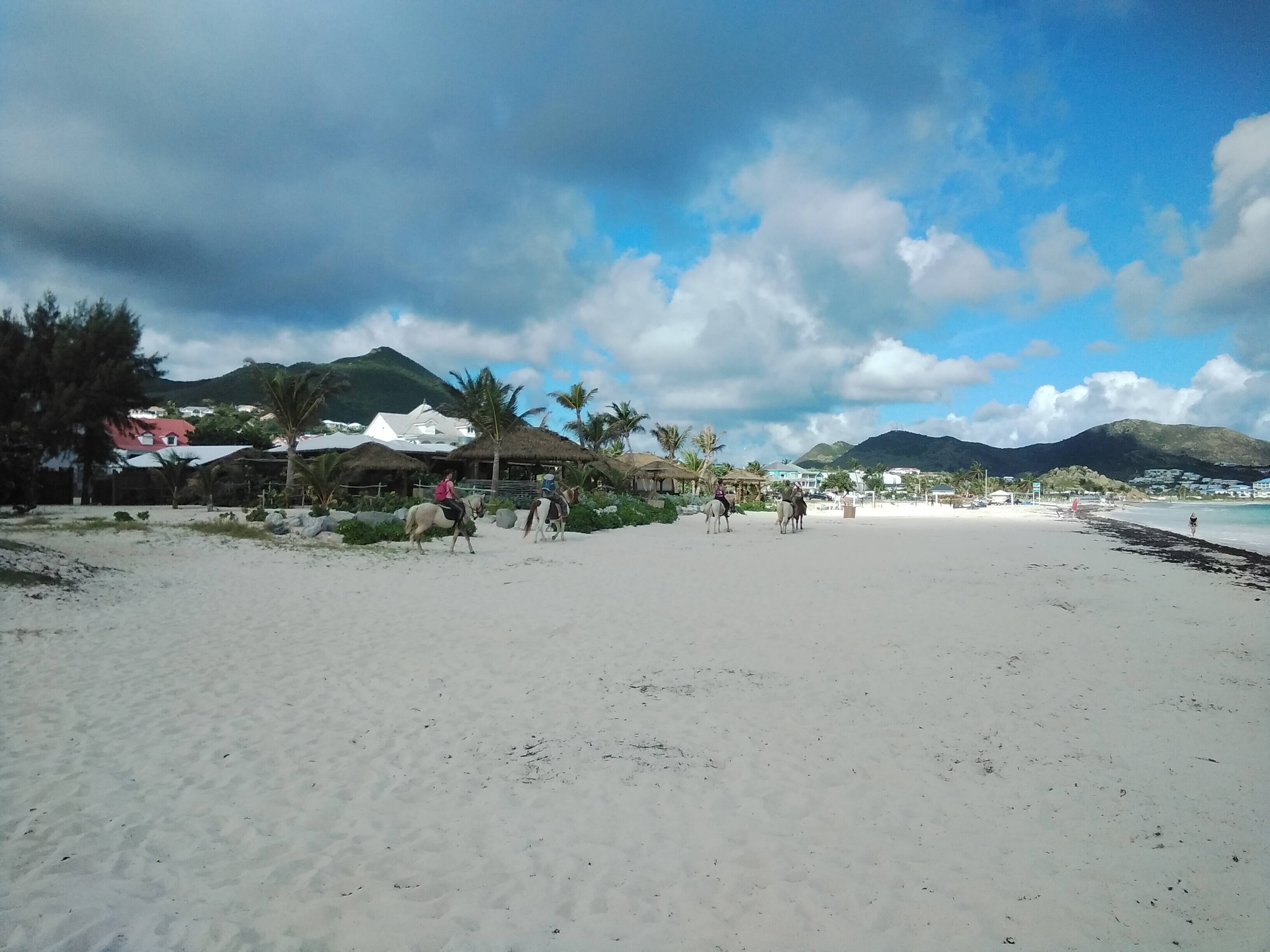 Attached picture horses on the beach.jpg